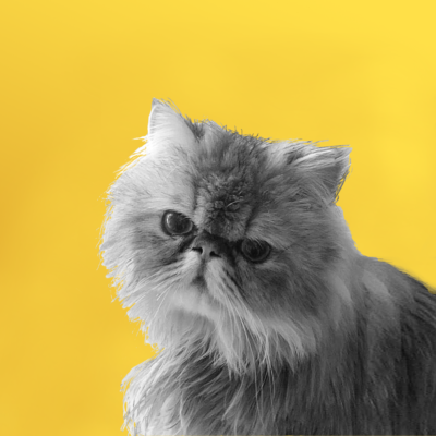 Photo ofGreg the Persian cat